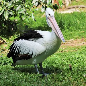 Australian Pelican (Pelecanus conspicillatus)