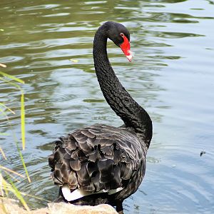 Black Swan (Cygnus atratus)