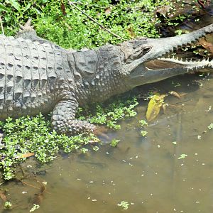 Freshwater Crocodile (Crocodylus johnstoni)