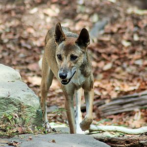 Dingo (Canis dingo)