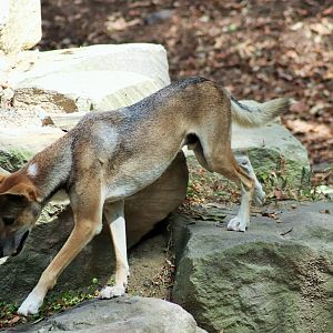 Dingo (Canis dingo)