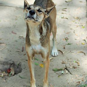 Dingo (Canis dingo)