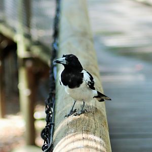 Wild Pied Butcherbird (Cracticus nigrogularis)