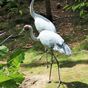 Brolgas (Grus rubicunda)