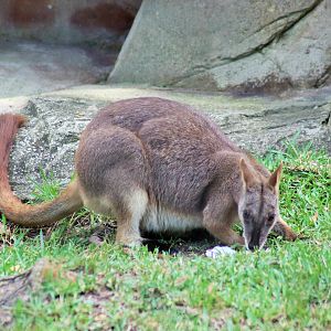 Proserpine Rock Wallaby (Petrogale persephone)