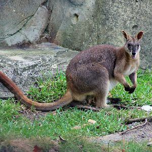 Proserpine Rock Wallaby (Petrogale persephone)