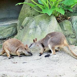 Proserpine Rock Wallaby (Petrogale persephone)