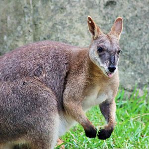 Proserpine Rock Wallaby (Petrogale persephone)