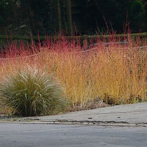 Colour on a dull day, February 2019