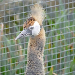 Young Black crowned crane, February 2019