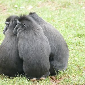 Sulawesi crested macaques, February 2019
