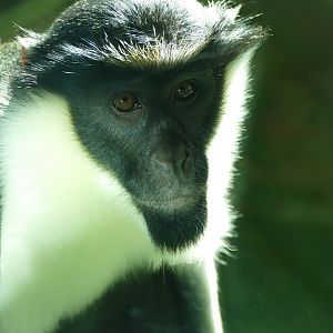 Diana monkey, February 2019