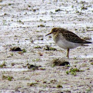 Pectoral Sandpiper
