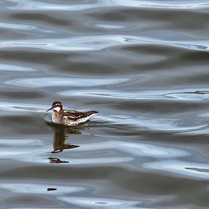 Red-necked Phalarope