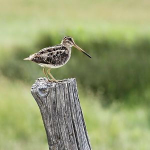 Wilson's Snipe