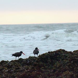 Black Oystercatcher