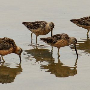 Pacific Short-billed Dowitchers