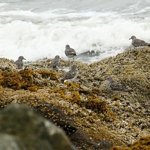 Surfbirds