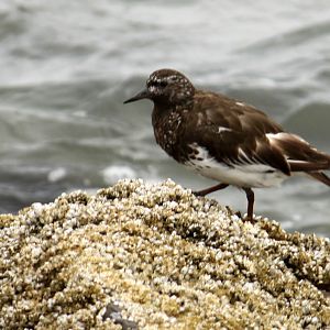Black Turnstone