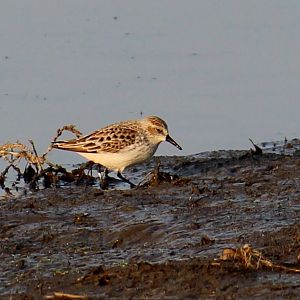 Western Sandpiper