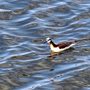 Wilson's Phalarope