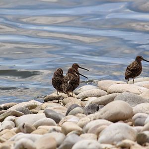 Long-billed Dowitchers