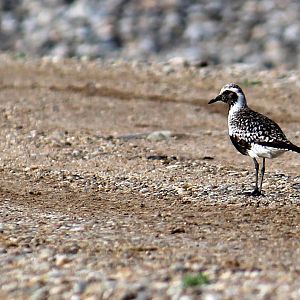 Black-bellied Plover