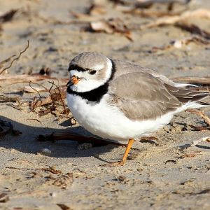 Piping Plover