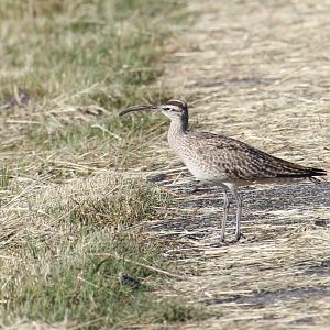 Hudsonian Whimbrel