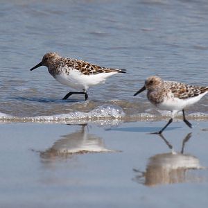 Sanderling