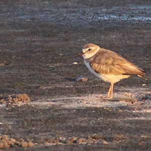 Eastern Wilson's Plover