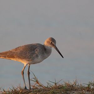 Western Willet