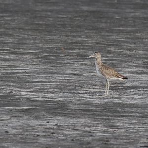 Eastern Willet