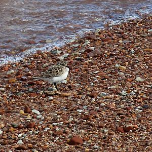 Baird's Sandpiper