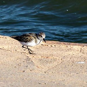 Semipalmated Sandpiper