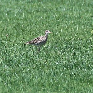 Upland Sandpiper