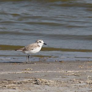 Northern Snowy Plover