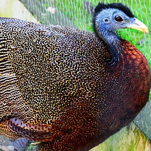 Great Argus Pheasant - 24-1-19 - Hamerton