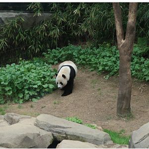 Giant Panda