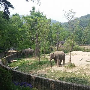 Asian Elephant