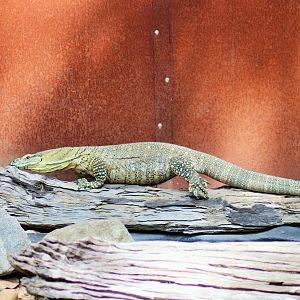 Lace Monitor (Varanus varius)