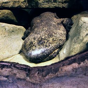 Chinese giant salamander