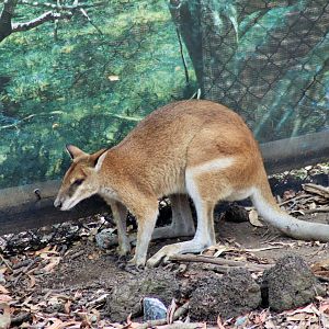 Agile Wallaby (Macropus agilis)