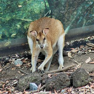 Agile Wallaby (Macropus agilis)
