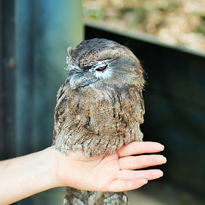 Tawny Frogmouth (Podargus strigoides)- Nocturnal Show