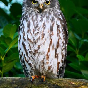 Barking Owl - 24-1-19 - Hamerton