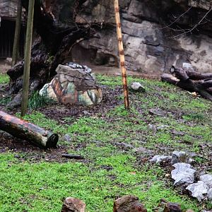 South China tiger and kingfisher