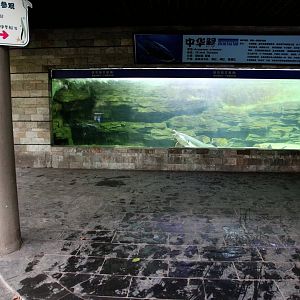 Chinese sturgeon exhibit