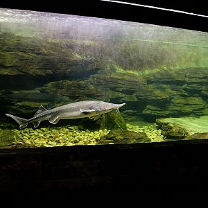Chinese sturgeon