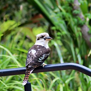 Wild Laughing Kookaburra (Dacelo novaeguineae)